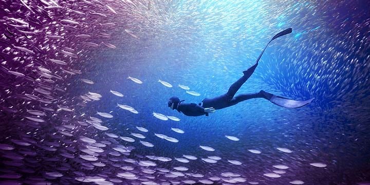 Adobe Premiere Elements 2026 obrázek v popisu produktu.